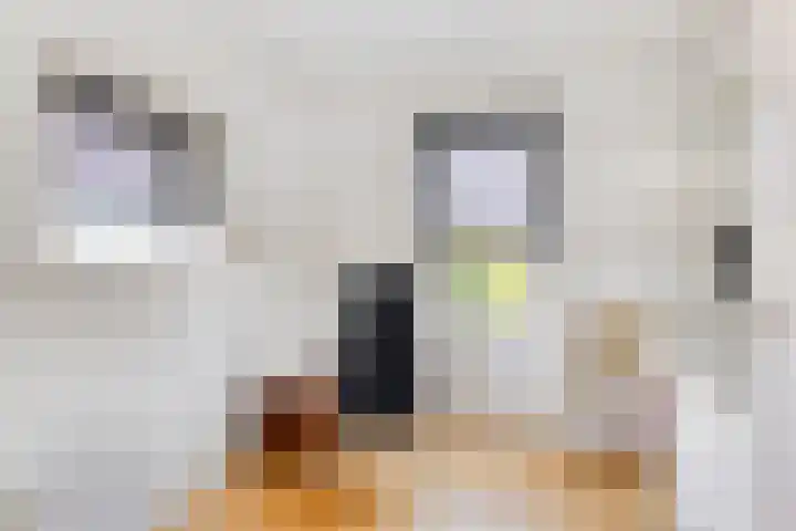 Koningin Wilhelminastraat 2 Kloetinge thumbnail 26
