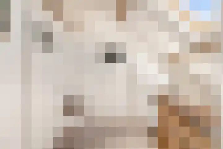 Koningin Wilhelminastraat 30 Heemskerk thumbnail 25