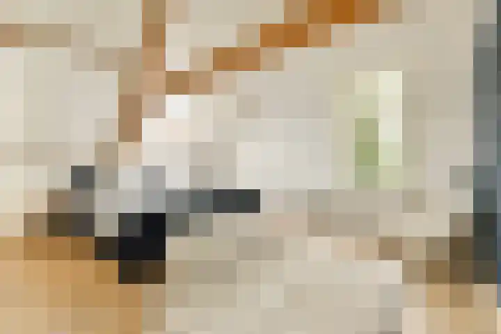 Koningin Wilhelminastraat 5 Huizen thumbnail 24