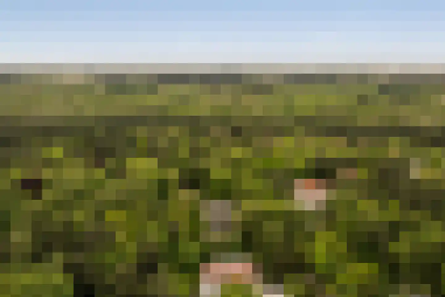 Koninginneduinweg 5 Bloemendaal thumbnail 37