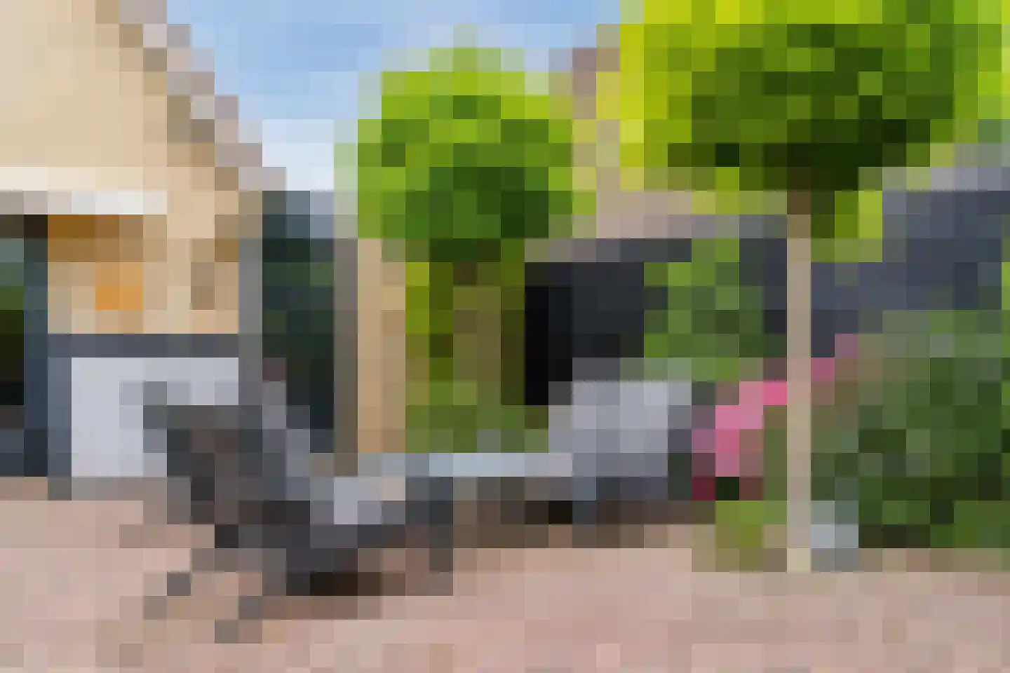 Koninginnekruid 10 Oudkarspel thumbnail 29