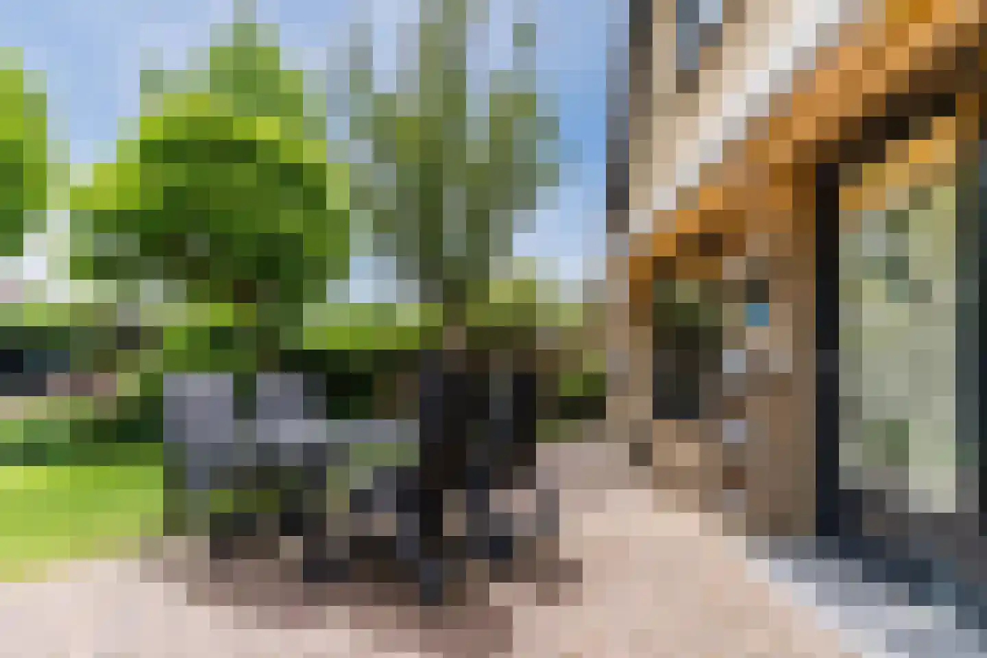 Koninginnekruid 10 Oudkarspel thumbnail 34