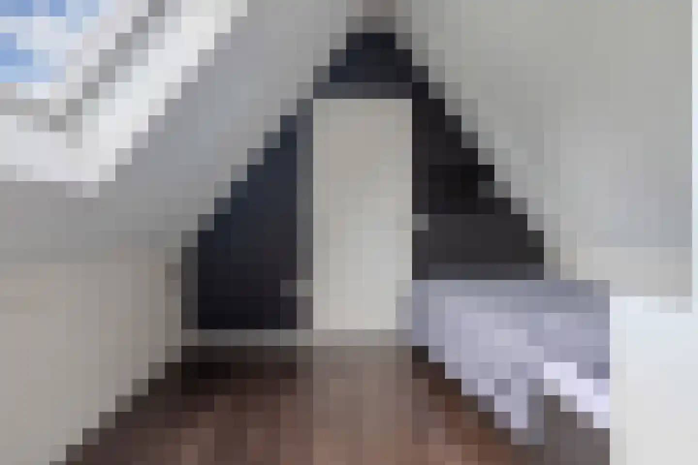 Koninginnekruid 12 Oudkarspel thumbnail 49