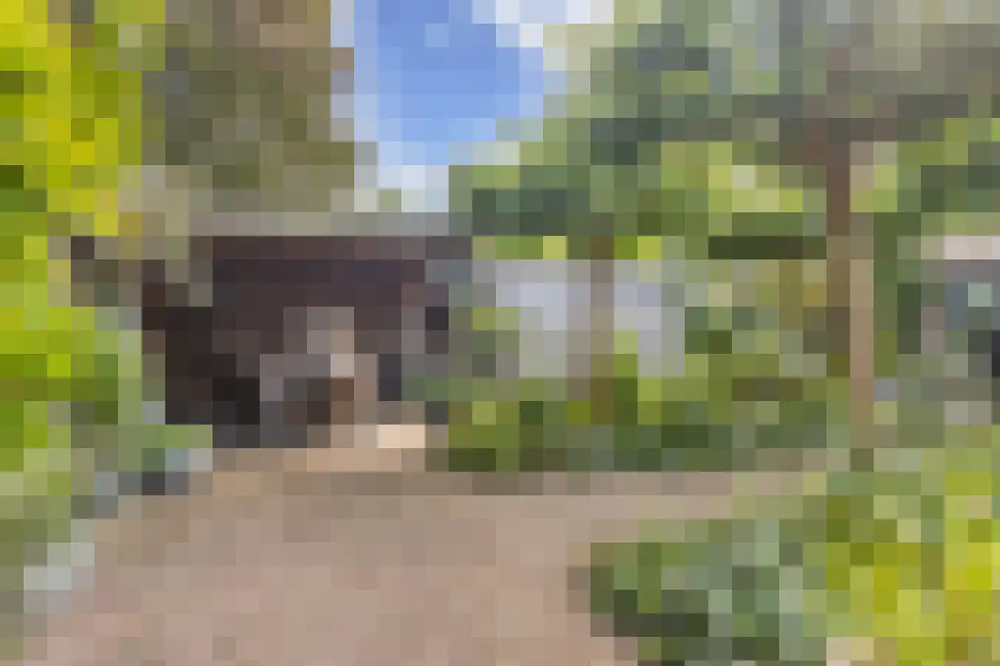 Koninginnekruid 12 Oudkarspel thumbnail 55
