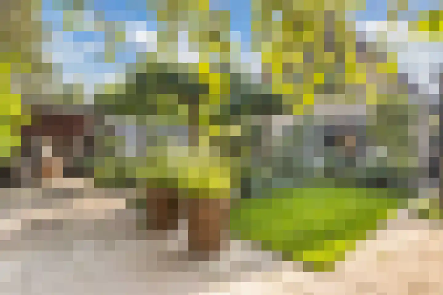 Koninginnekruid 12 Oudkarspel thumbnail 56