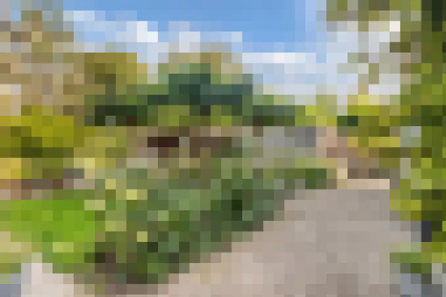 Koninginnekruid 12 Oudkarspel thumbnail 58