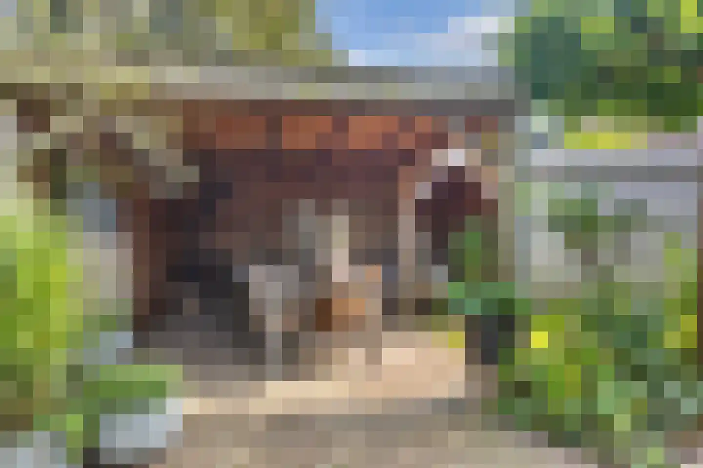 Koninginnekruid 12 Oudkarspel thumbnail 6