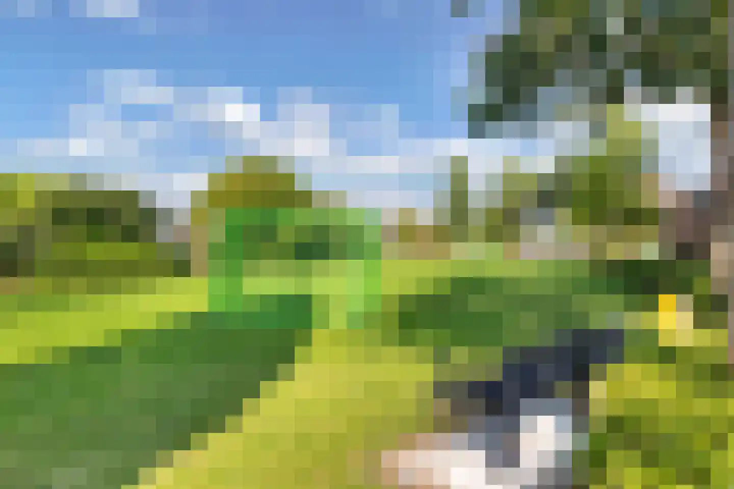 Koninginnekruid 12 Oudkarspel thumbnail 61