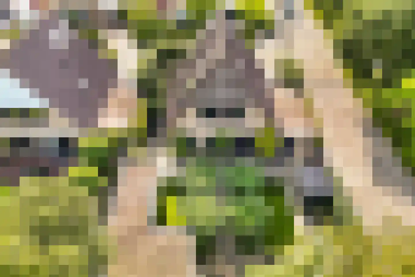 Koninginnekruid 12 Oudkarspel thumbnail 62