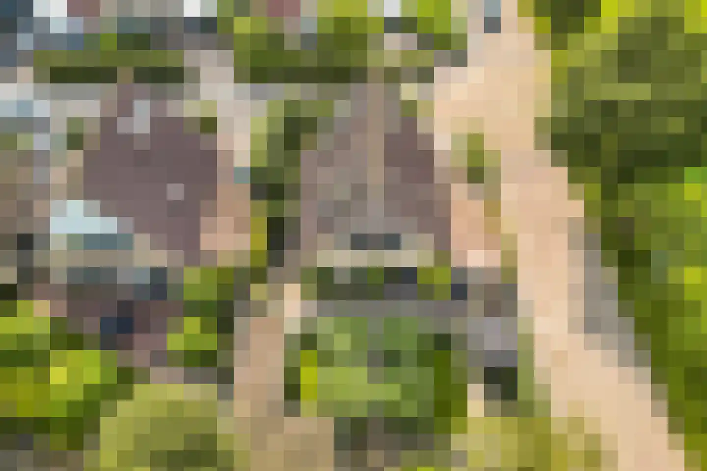 Koninginnekruid 12 Oudkarspel thumbnail 63