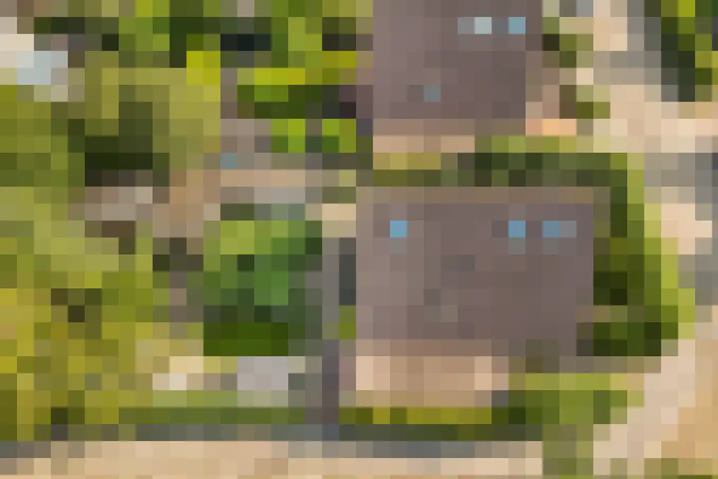 Koninginnekruid 12 Oudkarspel thumbnail 64