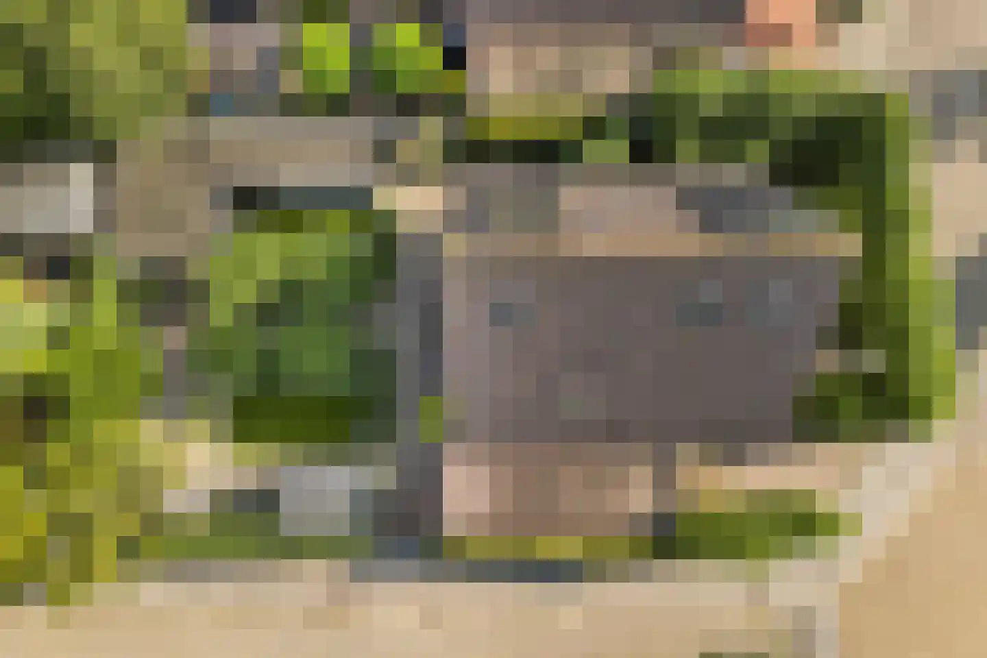 Koninginnekruid 12 Oudkarspel thumbnail 65