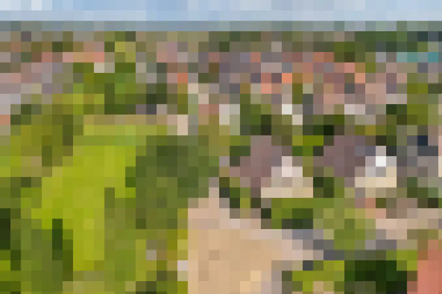 Koninginnekruid 12 Oudkarspel thumbnail 66