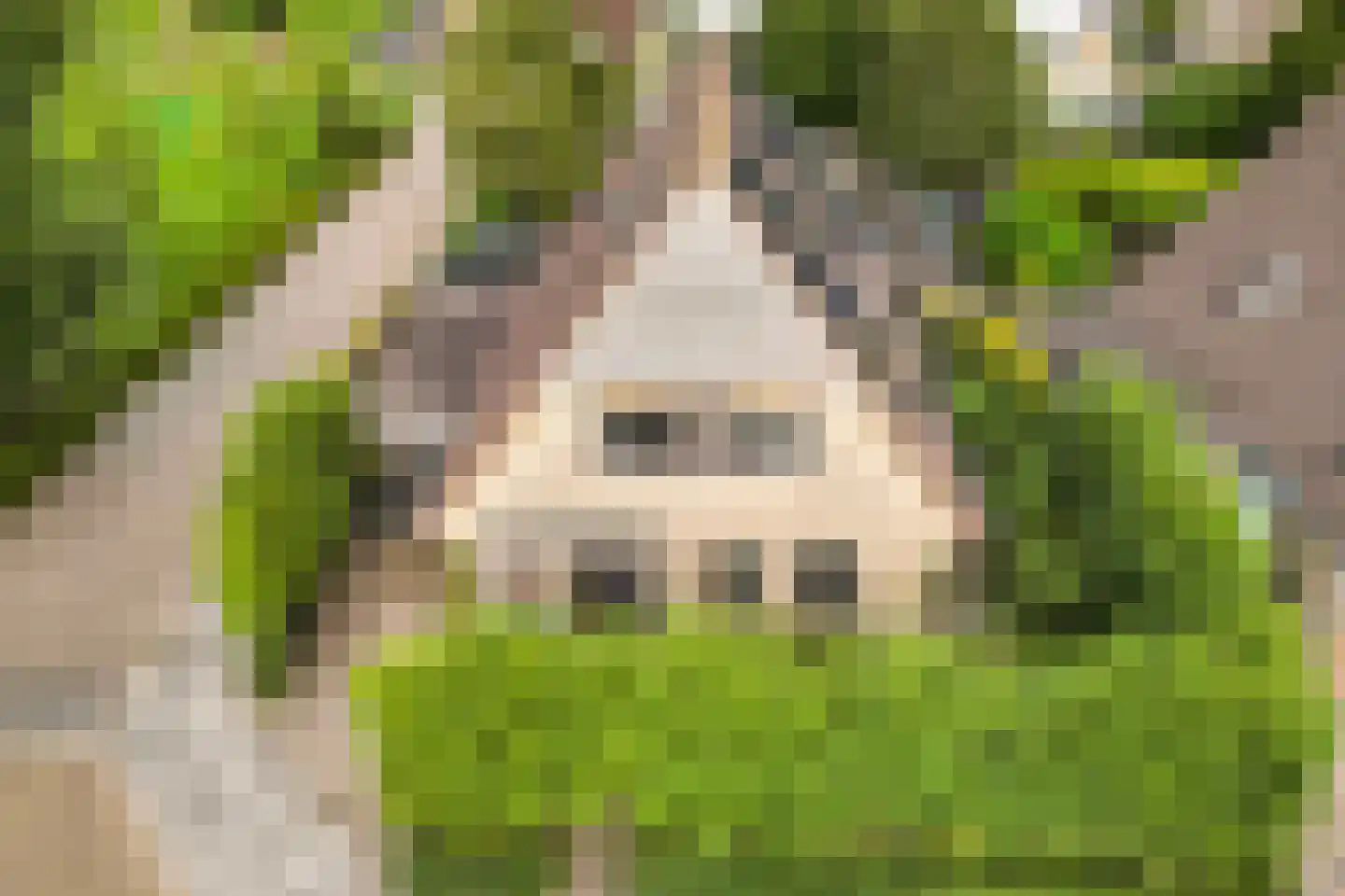 Koninginnekruid 12 Oudkarspel thumbnail 68