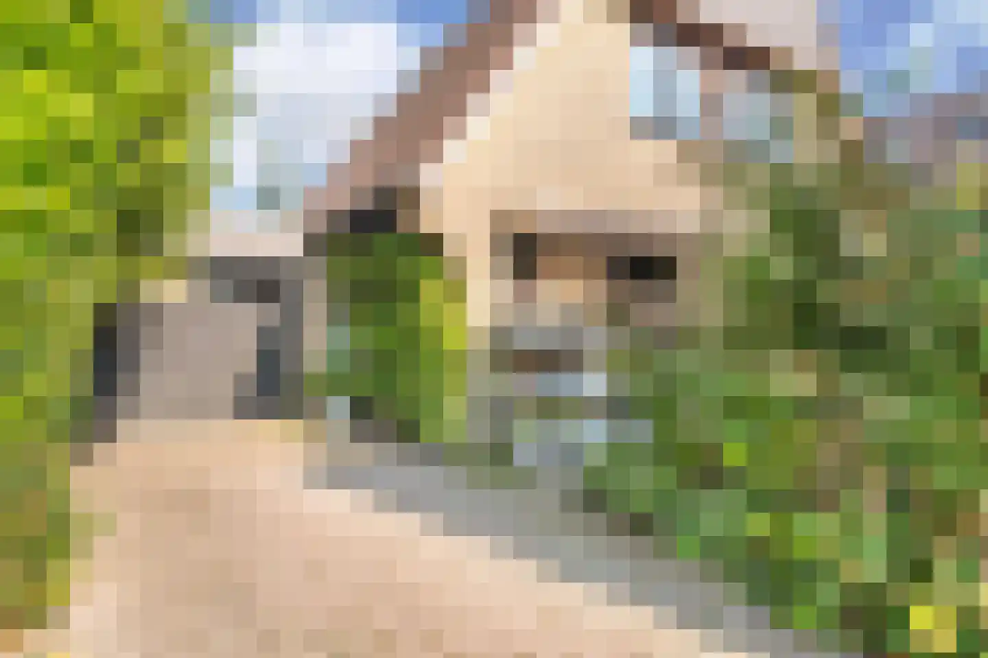 Koninginnekruid 12 Oudkarspel thumbnail 7