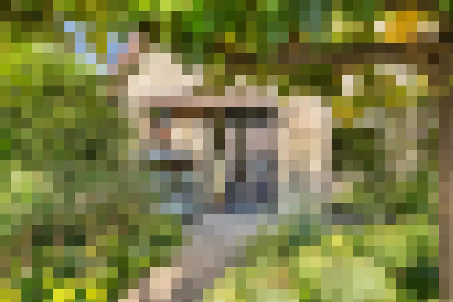 Koninginnekruid 12 Oudkarspel thumbnail 8