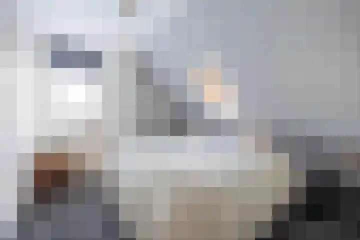 Koninginnekruid 16 Oosthuizen thumbnail 31