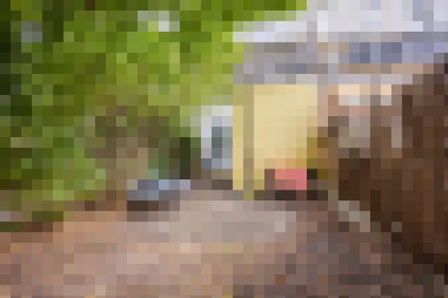 Koninginnelaan 215 Nijmegen thumbnail 25