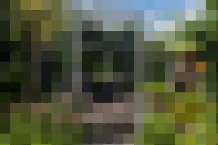 Koninginnelaan 40 Sint-Oedenrode thumbnail 51