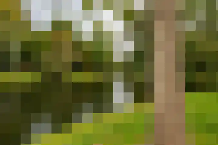 Koninginnelaan 59 Groningen thumbnail 34