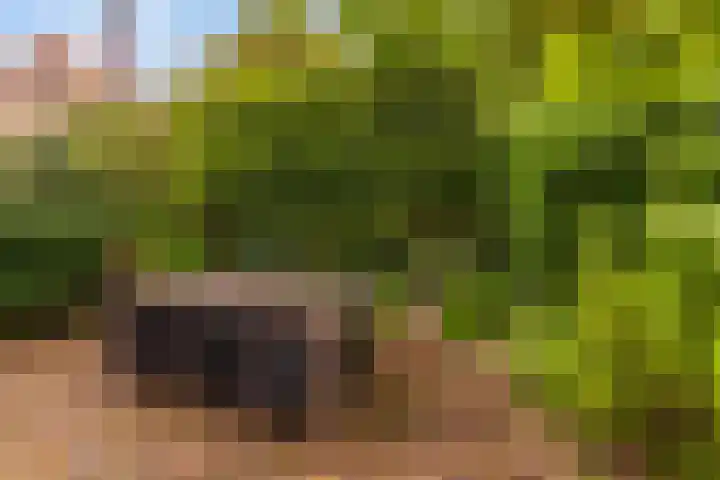 Koninginnelaan 9 Apeldoorn thumbnail 44