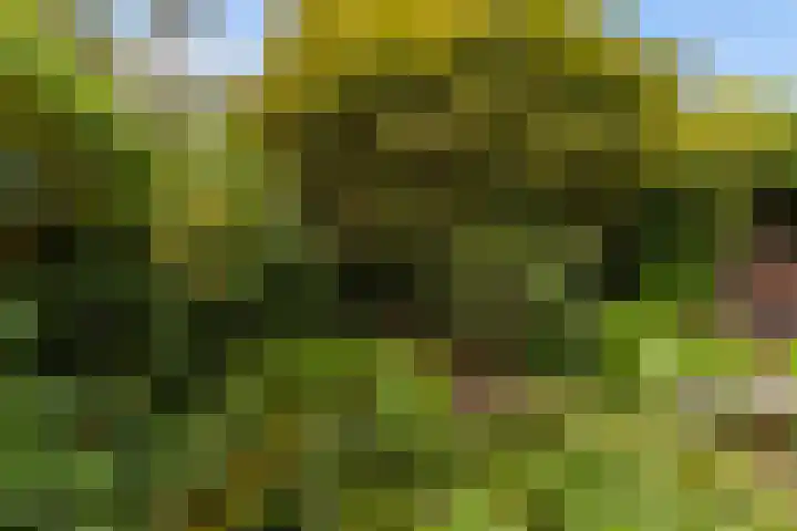 Koninginnelaan 9 Apeldoorn thumbnail 48