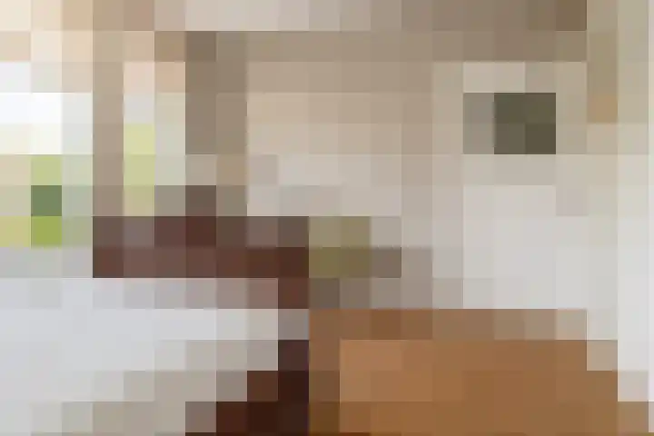 Koninginnestraat 74 Breda thumbnail 34