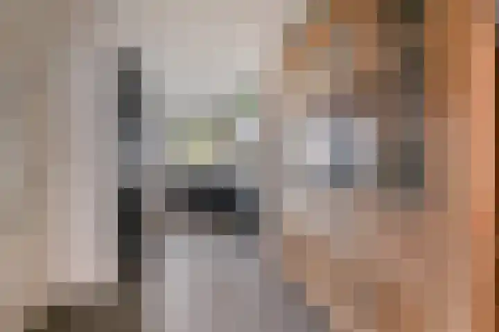 Koninginnestraat 9 Westdorpe thumbnail 11
