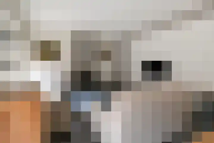 Koninginnestraat 9 Westdorpe thumbnail 8