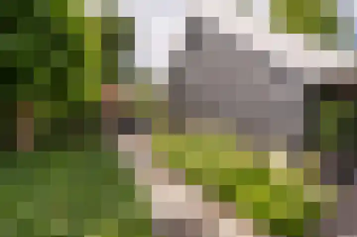 Koninginneweg 106 Oud-Beijerland thumbnail 53