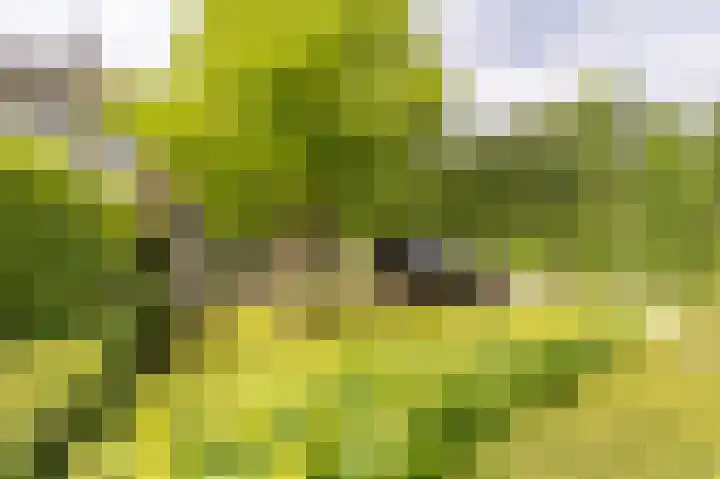 Koninginneweg 106 Oud-Beijerland thumbnail 71
