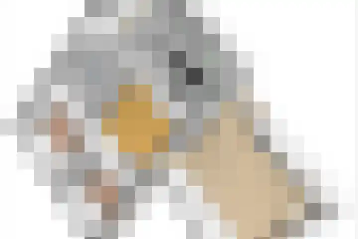 Koninginneweg 15 Vroomshoop thumbnail 52