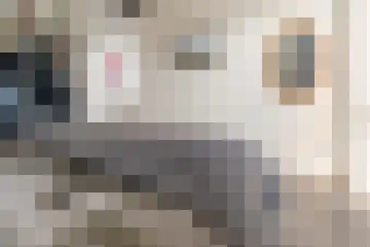 Koningsbrink 1 Julianadorp thumbnail 49