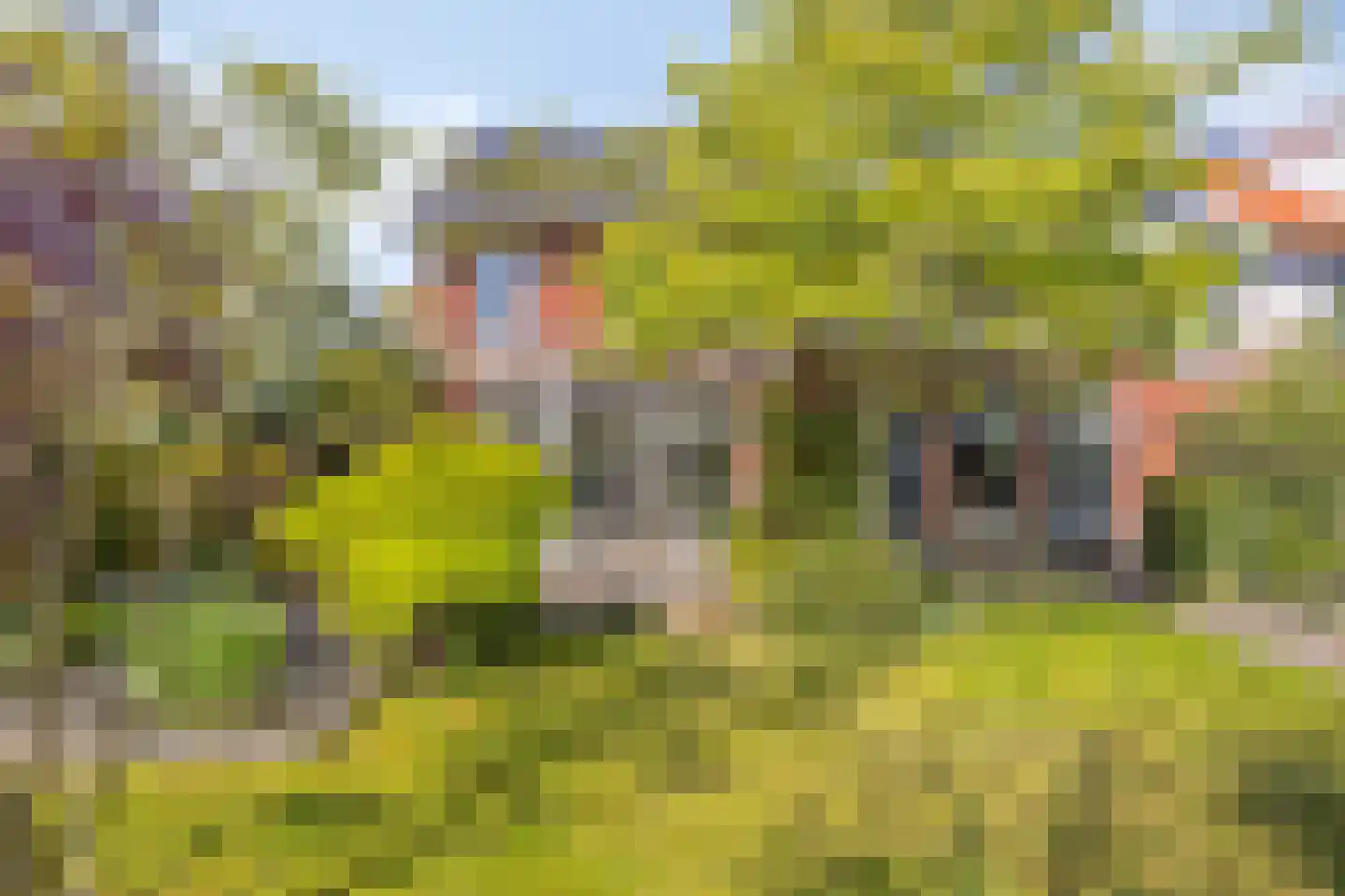 Koningsduin 19 Castricum thumbnail 20