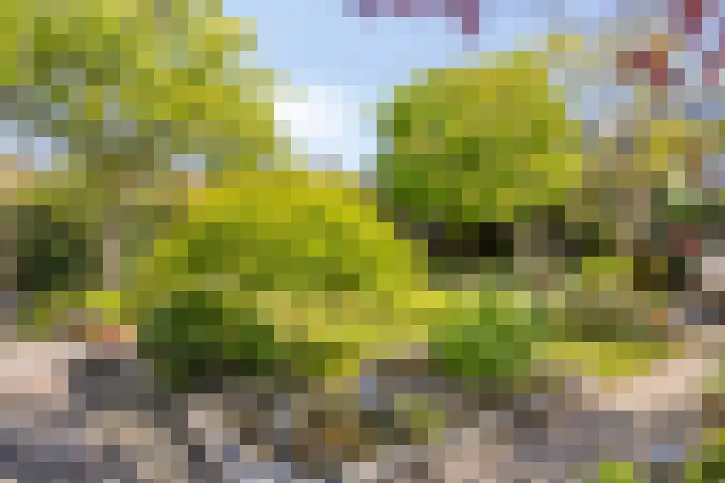 Koningsduin 19 Castricum thumbnail 23
