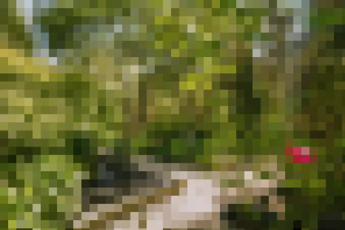 Koningsduin 19 Castricum thumbnail 32