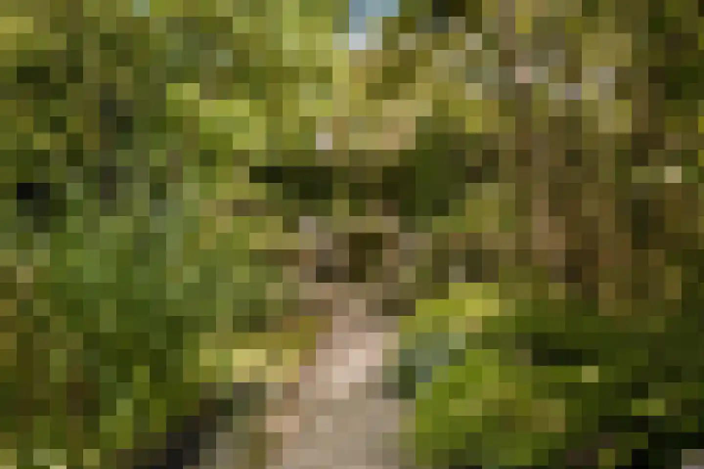 Koningsduin 19 Castricum thumbnail 34