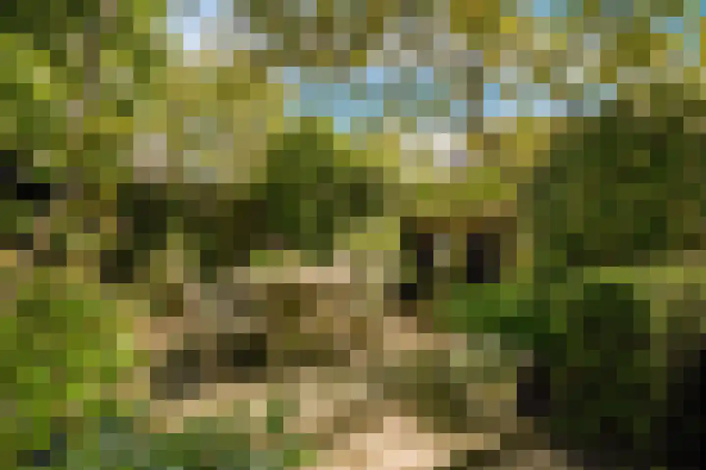 Koningsduin 19 Castricum thumbnail 35