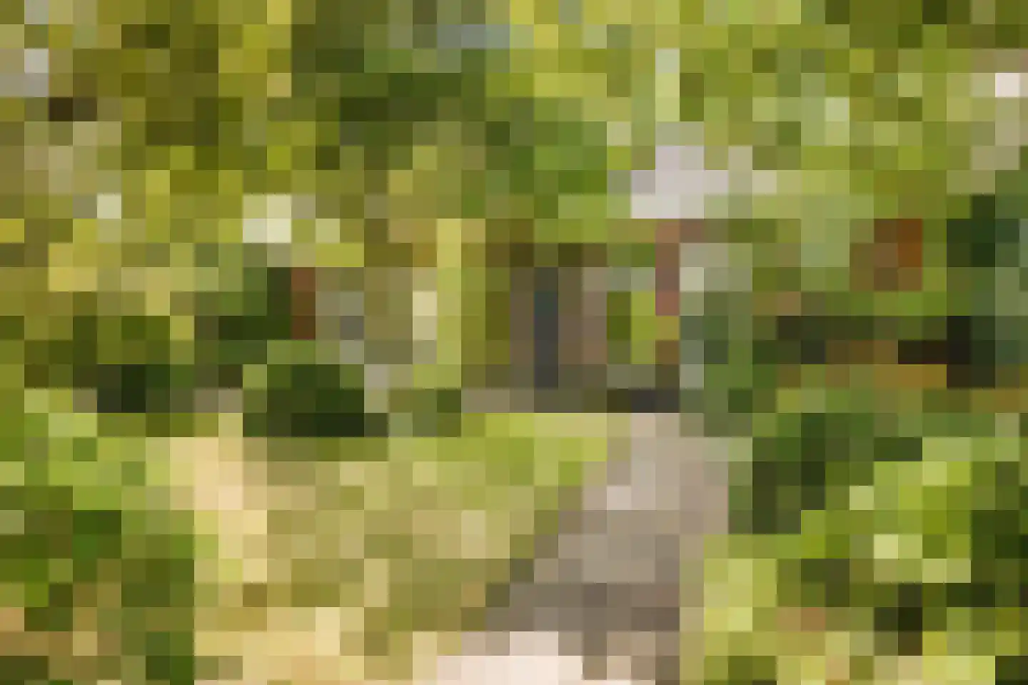 Koningsduin 19 Castricum thumbnail 38
