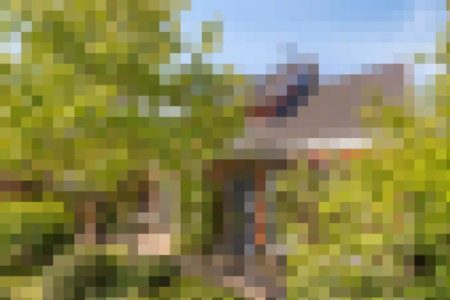 Koningsduin 19 Castricum thumbnail 43