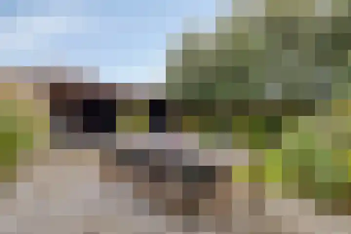 Koningsduin 63 Castricum thumbnail 46