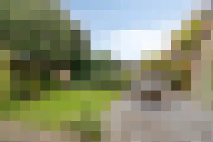 Koningsduin 63 Castricum thumbnail 47