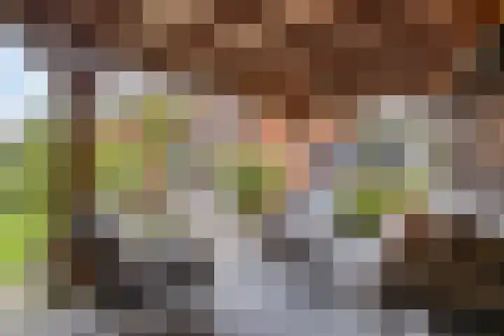 Koningsduin 63 Castricum thumbnail 51