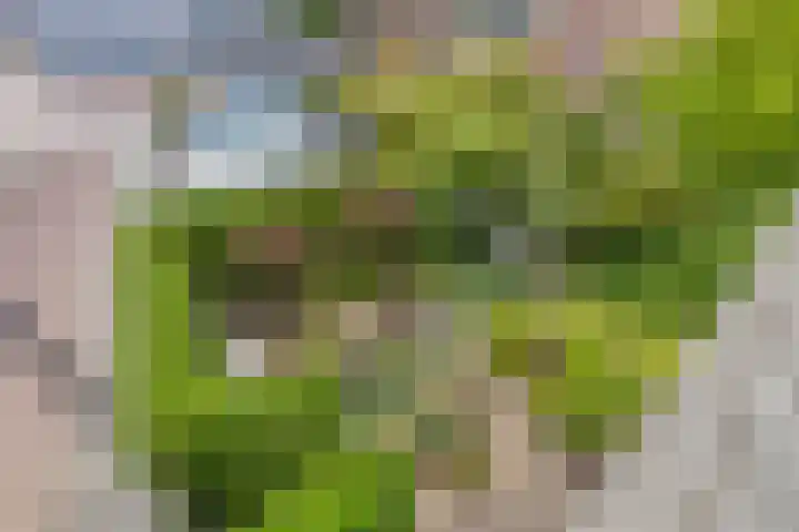 Koningshof 1 Riel thumbnail 8