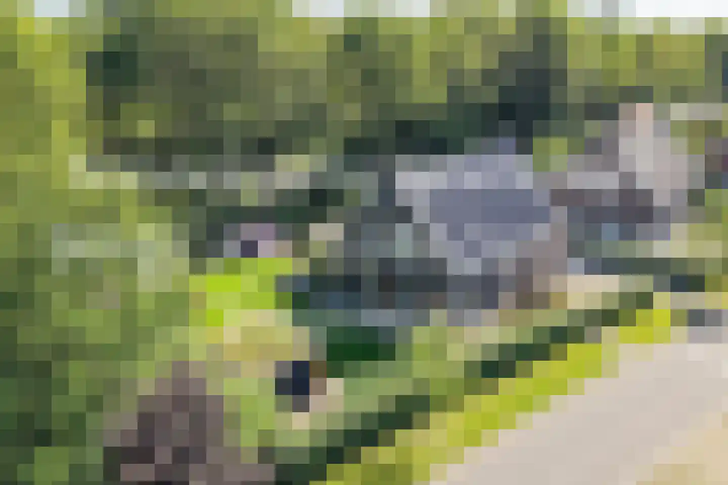 Koningsmantel 1 Assen thumbnail 11