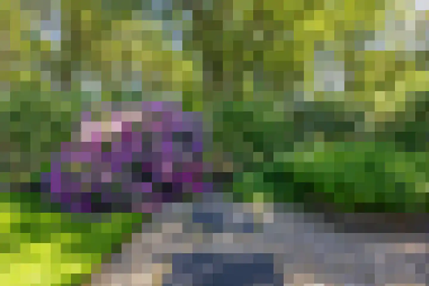 Koningsmantel 1 Assen thumbnail 68