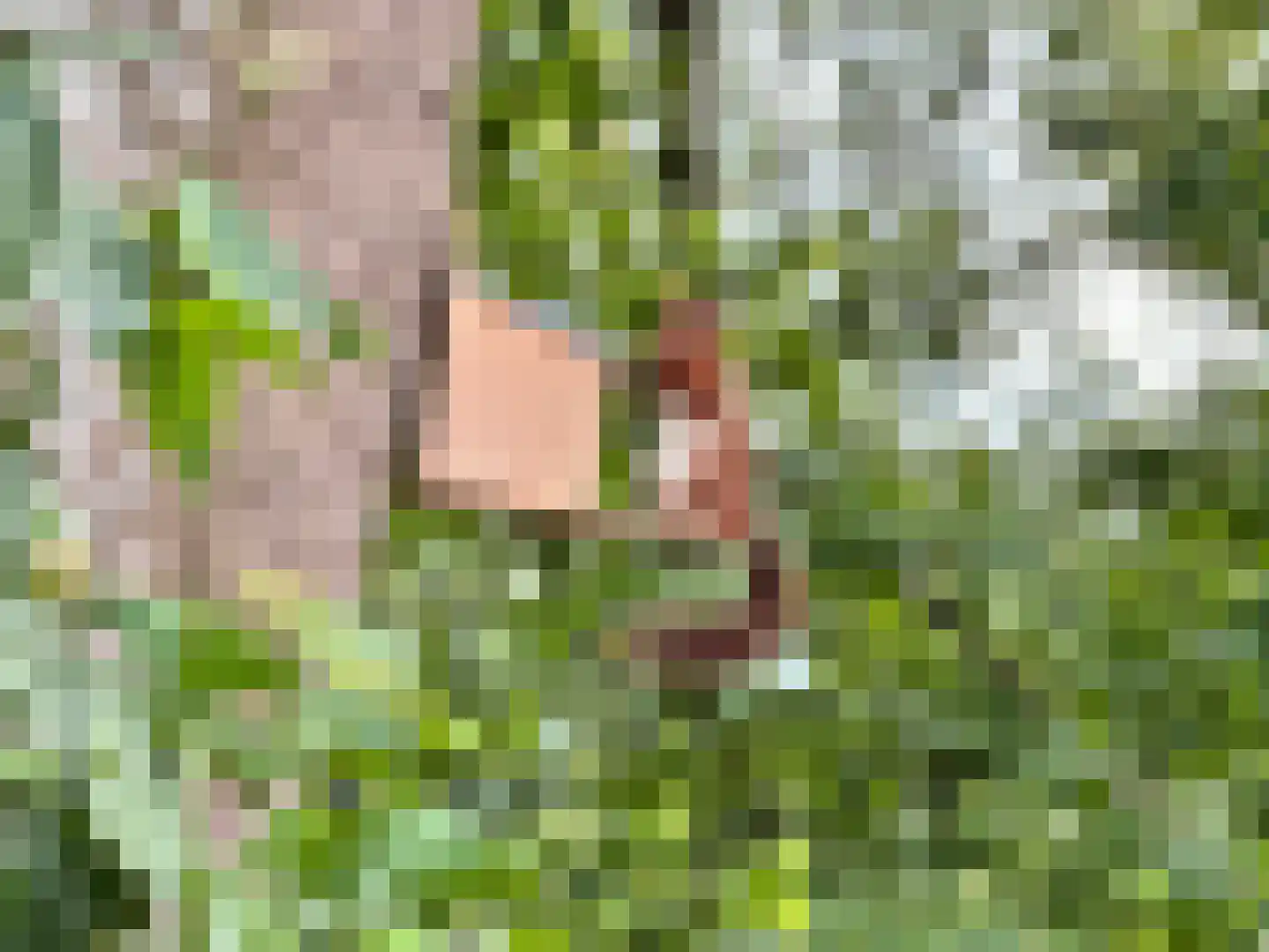 Koningsmantel 1 Assen thumbnail 69