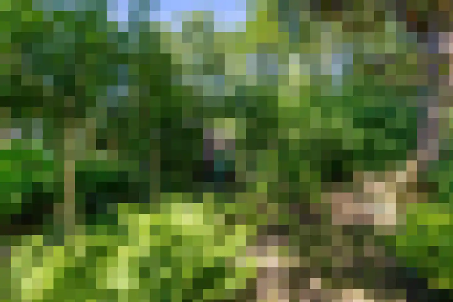 Koningsmantel 1 Assen thumbnail 70