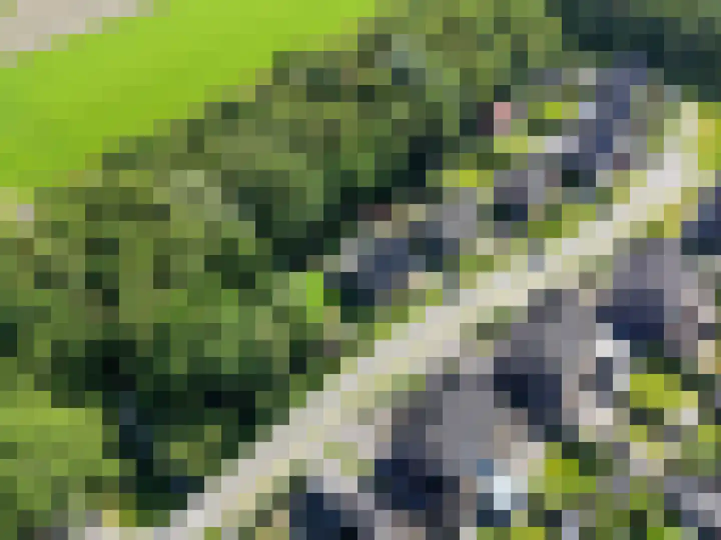 Koningsmantel 1 Assen thumbnail 88