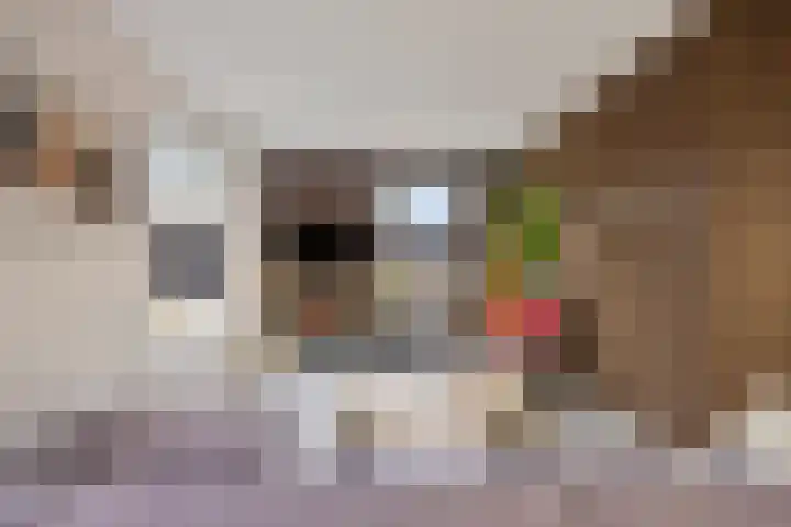 Koningsmantel 9 Assen thumbnail 5